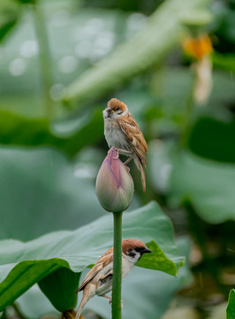 荷花与鸟