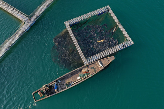 浙江千岛湖生态包头鱼养殖基地