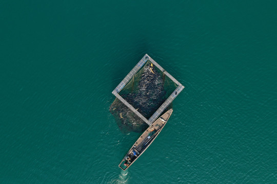 浙江千岛湖生态包头鱼养殖基地