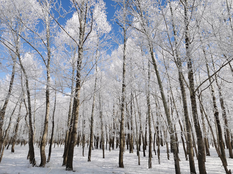 雪后树林