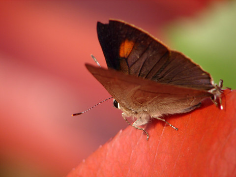 一只美丽的燕灰蝶