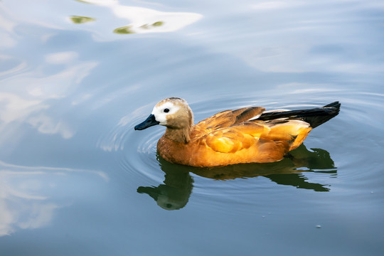 国家二级保护动物赤麻鸭