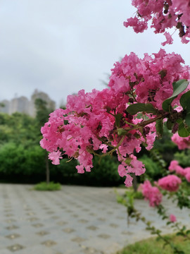 紫薇花