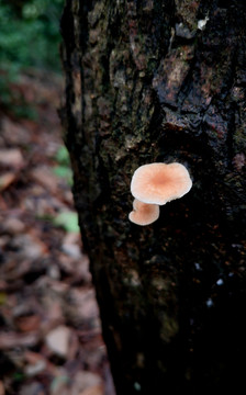 树干上的野蘑菇