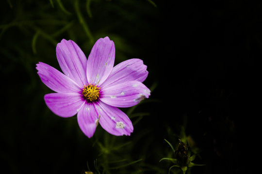 雏菊
