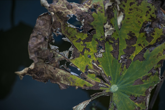 残荷