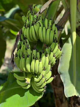 生长的香蕉