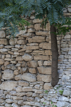 石头墙里长出一棵树