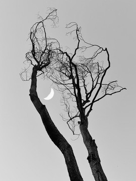 黑白树枝