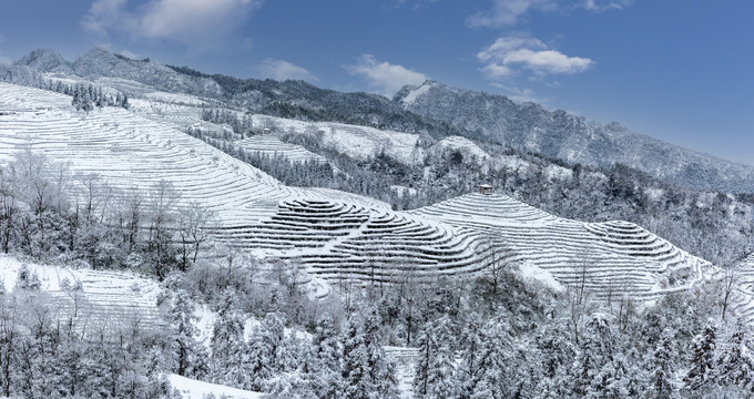 珙县鹿鸣蜿蜒茶山银装素裹