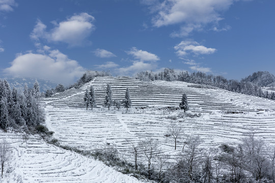 珙县鹿鸣蜿蜒茶山银装素裹