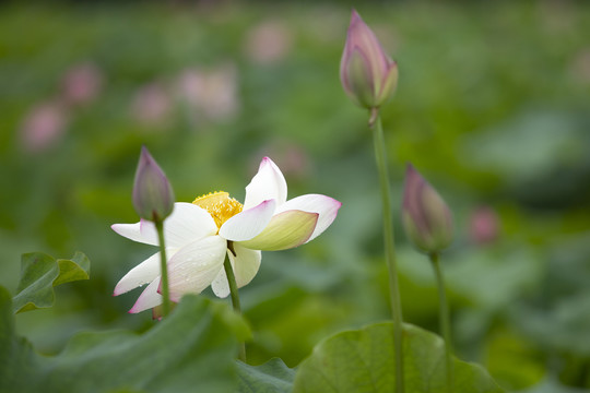 荷花绿叶