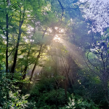 原始森林的早晨