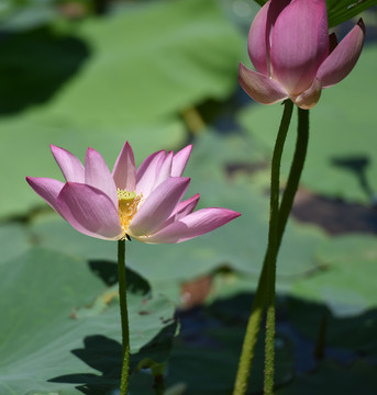 夏日的荷花