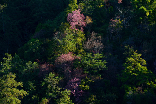 山樱花野樱花