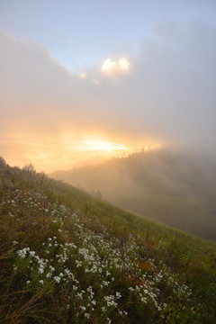 野花山坡晨曦