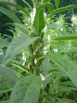 芝麻开花节节高