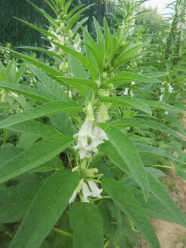 种植芝麻