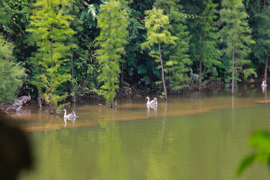 森林湖景