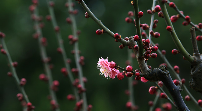 梅花