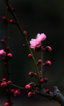 梅花