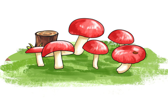 红菇插画