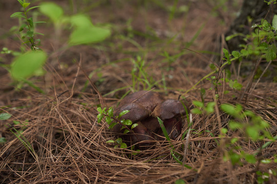 野山菌