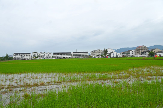 浙江温州农村