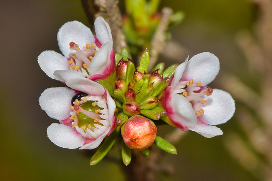 蜡花