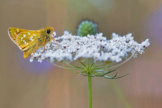 黄斑弄蝶
