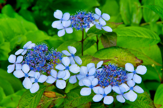 琼花