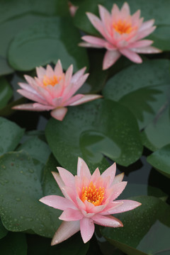 睡莲