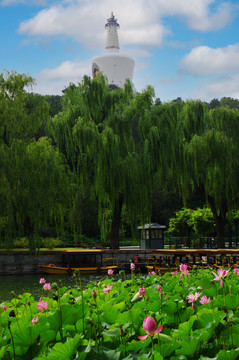北京北海公园白塔荷花