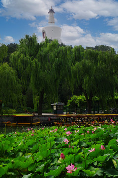 北京北海公园白塔荷花