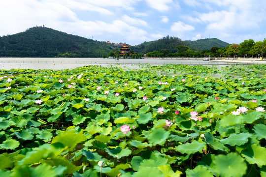 顺峰山公园青云湖荷花池