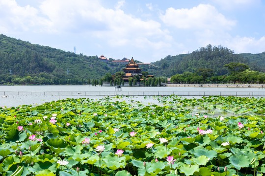 顺峰山公园青云湖荷花池