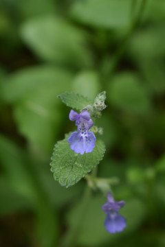 荆芥