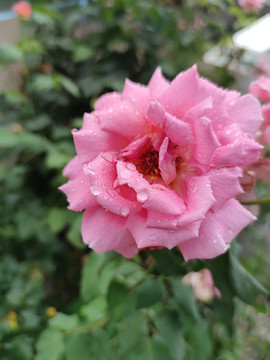 雨后月季