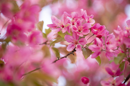 红色北美海棠花