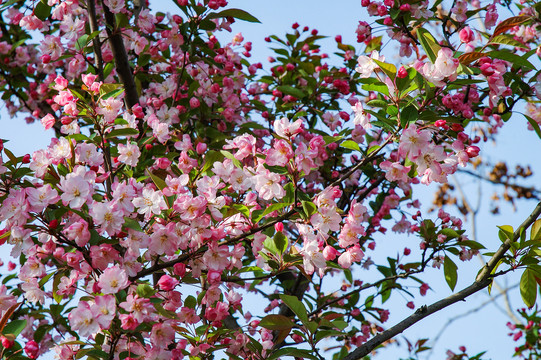 春天公园樱花