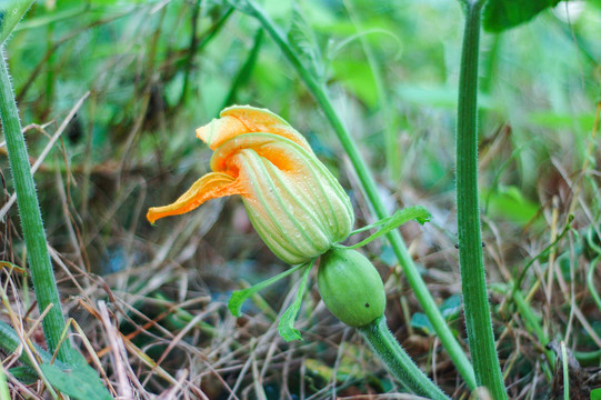 菜园里的小南瓜