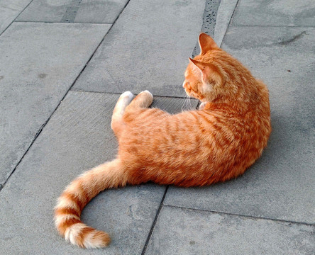 橘猫