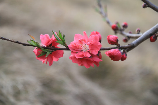 桃花梅花朵朵开