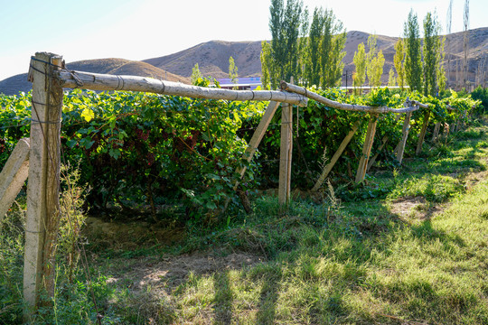 新疆吐鲁番葡萄种植基地