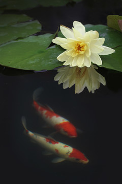 鱼戏莲花