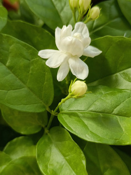 茉莉花