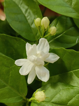 茉莉花植物