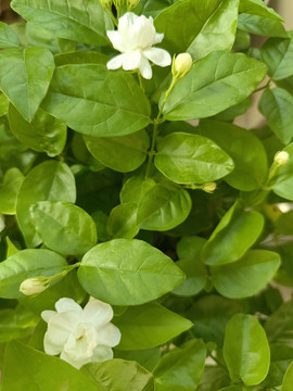 白色茉莉花