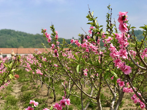 桃花朵朵开