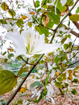 绽放洁白百合花朵